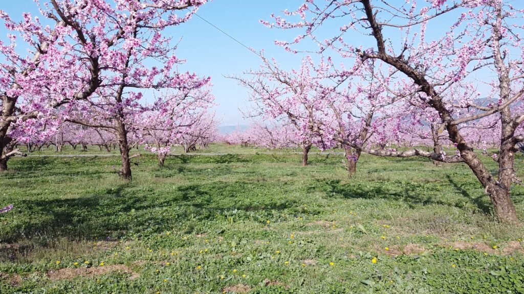 春に撮影した桃の開花状況の動画です。